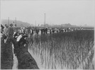 川崎街道沿いの田で行なわれた米作増収競作田田植式。