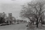 大学通りには桜と銀杏が植えられており、写真は桜咲く春の大学通りの様子を写している。大学通り左の白い建物は1962年に建てられた多摩信用金庫