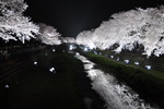 年に一度、市内の企業により行われる野川の夜桜ライトアップです。