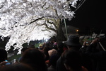 デジタルカメラや携帯電話・スマートフォンを手にして、ライトアップされた桜を撮影する人たち。
