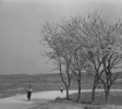 伊与田昌男撮影。「桜の木と道」の別カット。