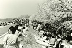 多摩川の永田橋から睦橋の間の堤防には桜の並木があり、毎年春先には「ふっさ桜まつり」が開催されます。写真は明神下公園付近から上流を撮影したもので、奥に見えるのは福生団地です。