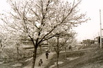 1973年、柳瀬川沿いの中里から下宿にまたがる地域にサイクリング道路が完成しました。自然を活かした、全長約1.2キロメートルにおよぶものです。<br />
このサイクリング道路に沿って桜の木々が植えられており、春になると見事なピンク色のトンネルが姿を現します。1990年に市制施行20周年を記念し、清瀬を代表する美しいまちなみを選定した「清瀬10景」にも、「柳瀬川とさくら並木」として名を連ねています。