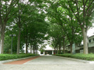 博物館本館前にのびるケヤキ並木。
