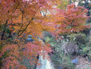 ハケ下の湧水に擬してつくられた園内の小川と紅葉。