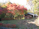 野外展示の旧田中家長屋門と紅葉したモミジです。