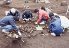 大和田遺跡は縄文時代の集落跡です。砂川高校の生徒が発掘体験に来ました。集石の発掘をしています。集石は焼いた石を集めて、蒸し焼きや石焼きなどの調理をした場と考えられています。