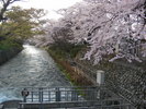 玉川上水沿いの桜が美しい花を咲かせています。