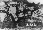 五郎松は、武蔵村山市北西部と所沢市南部を結ぶ小道の近くにあった黒松の巨木です。明治初期に記された『狭山之栞』にも記述があり、名前の由来は「徳川五郎太が植えた」、「曽我五郎が関係した」という2つの説があります。子どもたちが山口貯水池（狭山湖）に遊びに行く途中に登ったり、小学校の遠足で訪れたりと村山村・村山町の頃から市民に親しまれた木でしたが、昭和40年代初めには立ち枯れ状態になってしまい、現在は倒れて朽ちつつあります。
