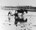 田植え前に水を引いて田をならす「田かき」作業の写真です。「鼻取り」の人が馬を引き、「尻取り」の人が「マンガ（馬鍬）」を押さえます。清瀬では昭和40年代頃まで柳瀬川流域の下宿・中里・野塩地域で稲作が行われていました。