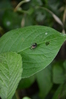 初夏に見られる美しい甲虫。大きさは5mm程度。ごく普通に見ることができる。