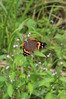 カラムシなどのイラクサ科の植物を主な食草とする美しい蝶。この個体は晩夏に発生した個体。