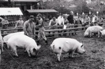 豚の共進会（コンテスト）の様子です。「羽村豚」は西多摩郡共進会で常に好成績を収めるなど高い評価を得ていました。