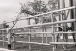 羽村町動物公園（現在は羽村市動物公園）は、昭和53年（1978）5月に日本で初めての町営の動物園として開園しました。キリンが首を伸ばしてエサを食べる様子は愛嬌があるだけでなく迫力もあり、来園者の人気を集めています。現在も、キリンのほか100種類以上の動物を見ることができます。