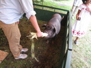 羽村市動物公園のミニブタ「ぶー太」が、郷土博物館の企画展「みるブタ・かうブタ・たべるブタ」の関連イベント「ふれあい博物豚（はくぶつとん）」のためにやってきた時の様子。来館者のみなさんにぶー太を撫でてもらったりブラッシングをしてもらったりしました。